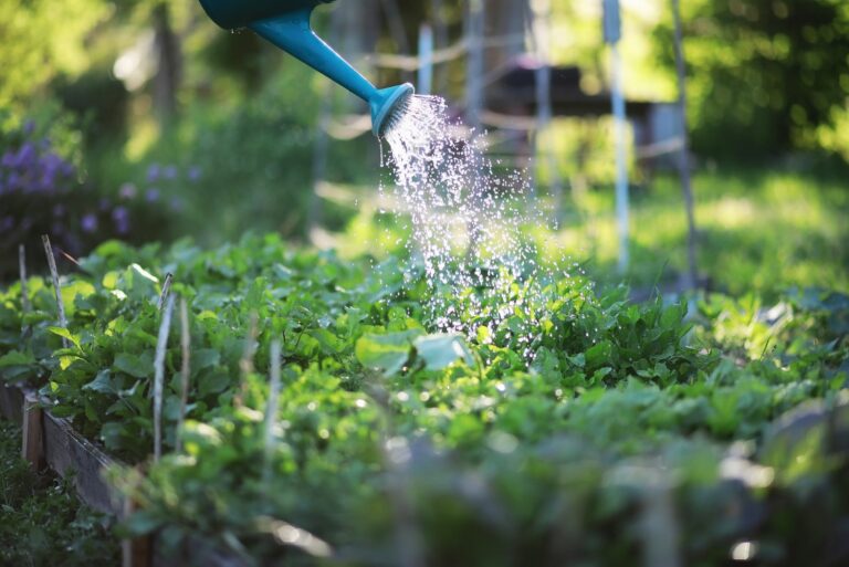 watering vegetable garden