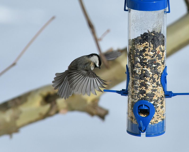 Tips For Encouraging Healthy Nesting Without Stressing Birds