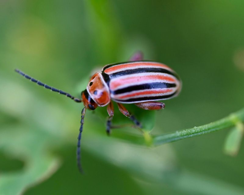 Flea Beetles Pepper Leaves With Tiny Holes