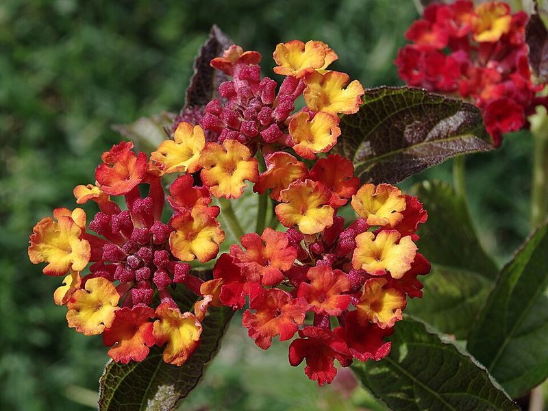 Lantana Grows Best Once Soil Warms