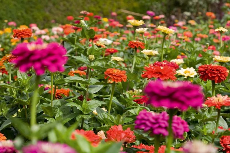 Zinnia Brings Big Color And Likes Warm Soil