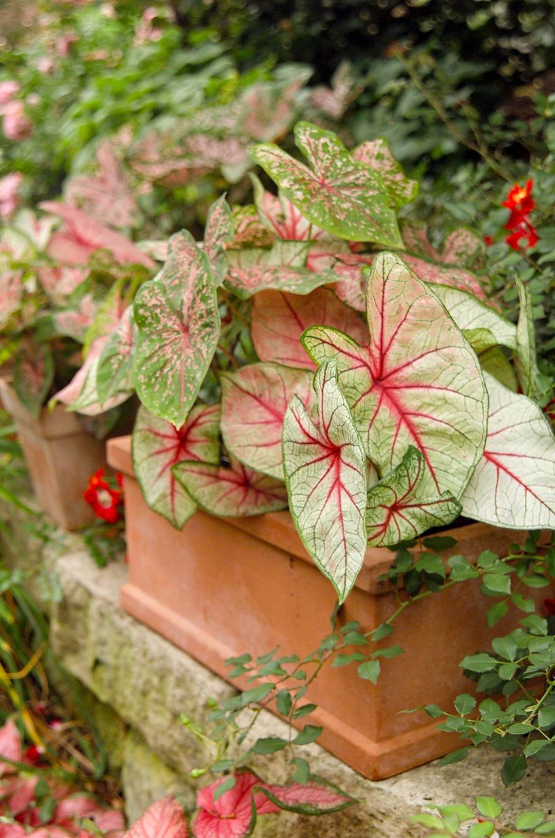 Caladium Brightens Rooms With Painted Foliage
