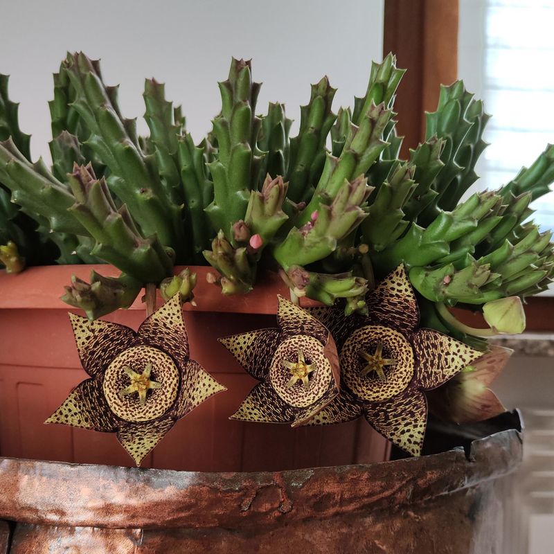 Orbea Variegata Shows Off Speckled Star Flowers