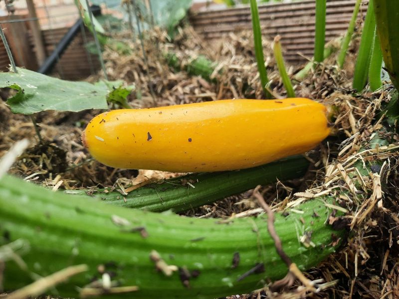 More Zucchini Harvest Than Most Gardeners Expect