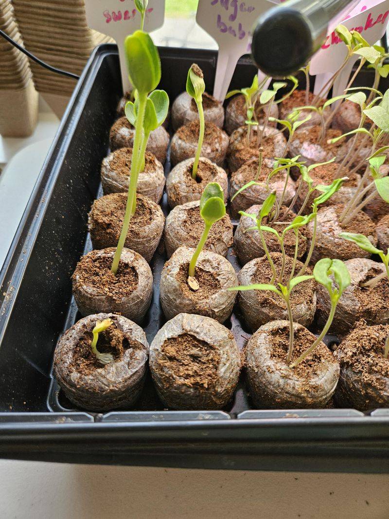 Eggshell Seed Starters