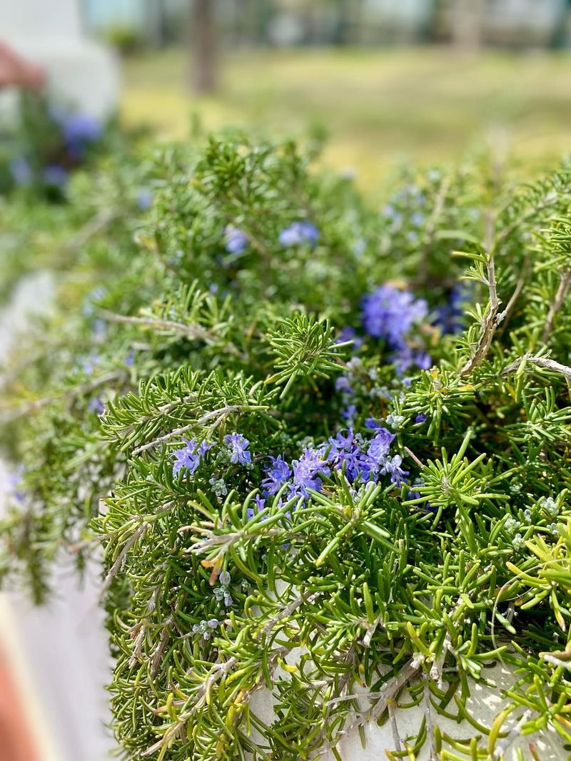 Creeping Rosemary