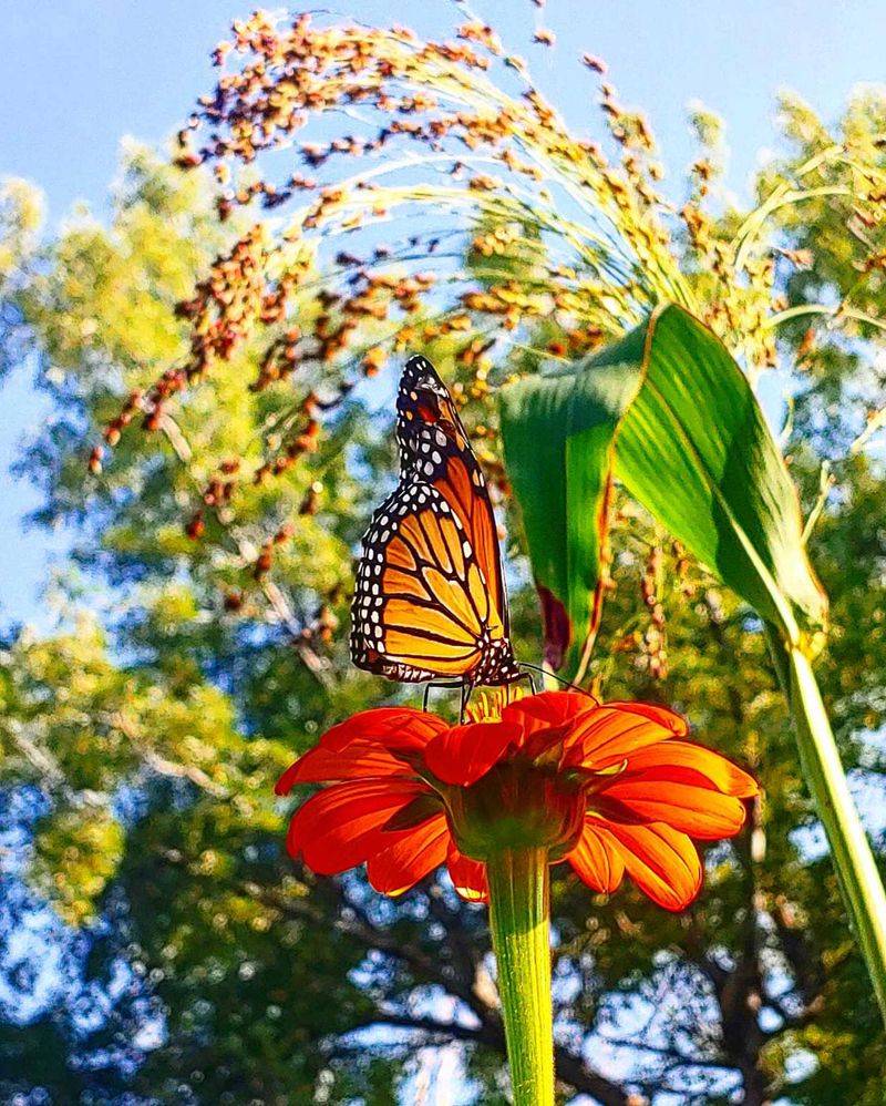 Thrives In Full Sun And Handles Intense Heat