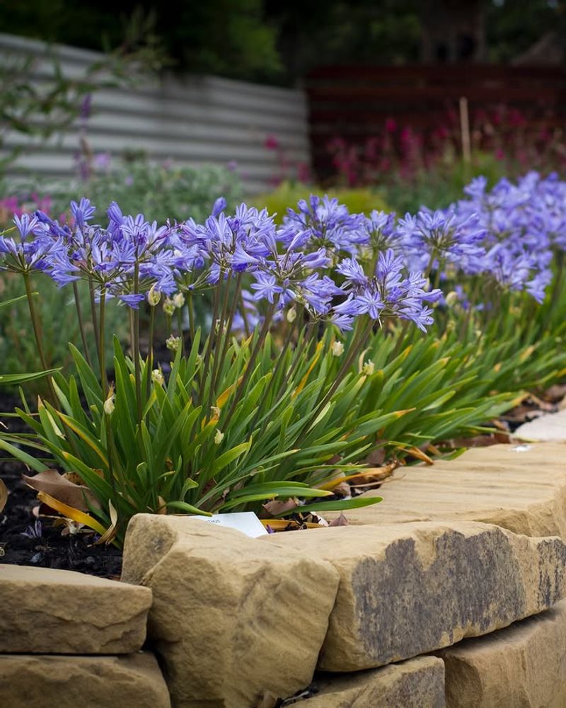 Divide Crowded Perennials For Free New Plants