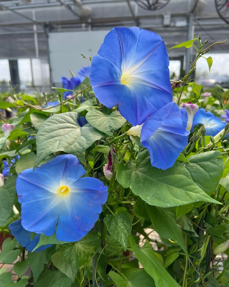 Morning Glory That Greets Every Sun