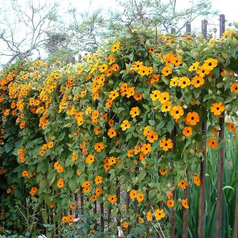 Black-Eyed Susan Vine (Thunbergia Alata)