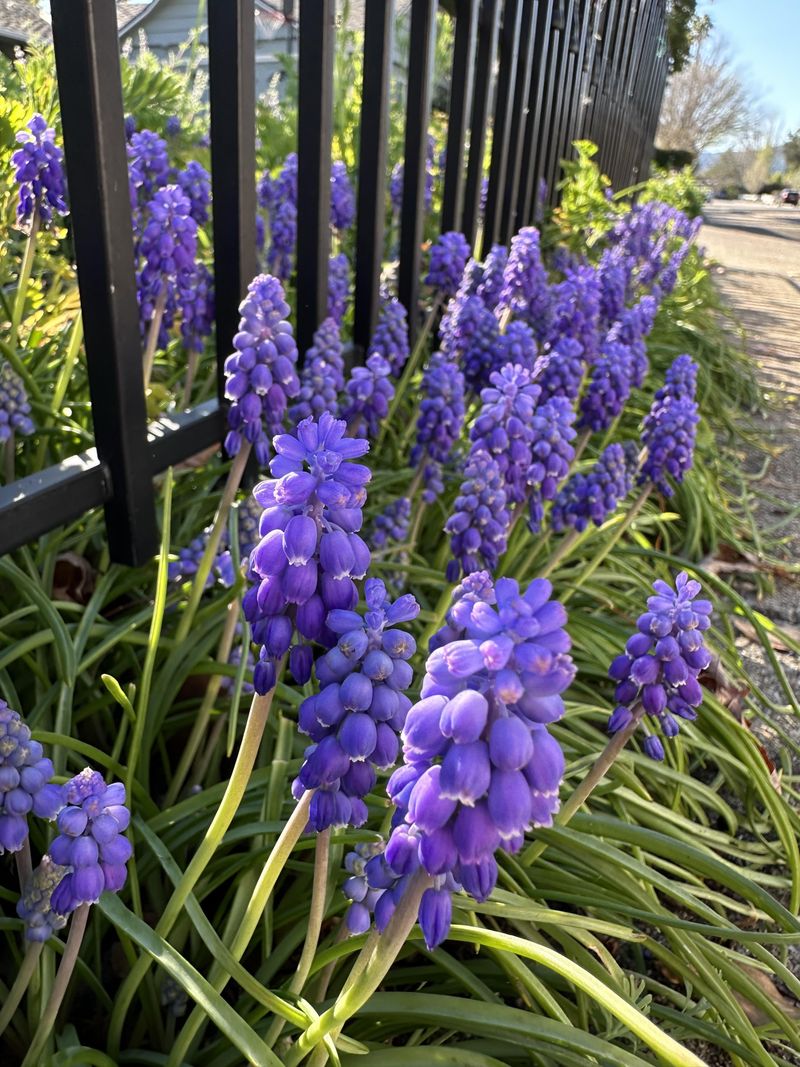 Grape Hyacinth Creates Dense Clusters Of Lasting Color