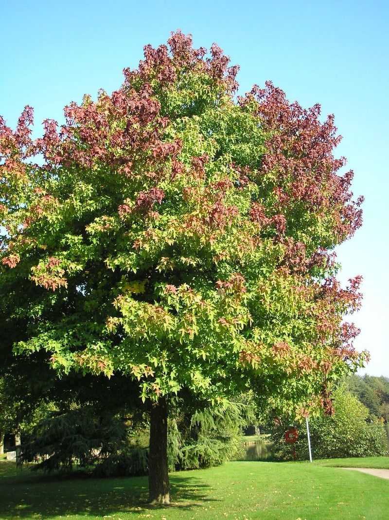 Sweetgum (Liquidambar Styraciflua)