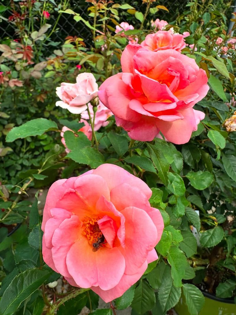 Shrub Roses And Their Overflowing Charm