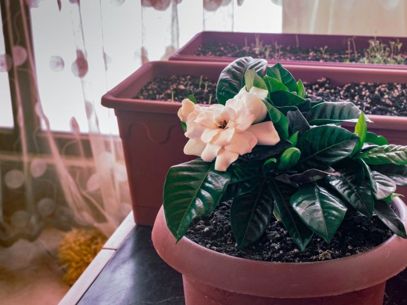 Gardenias Struggle In Ohio Climate
