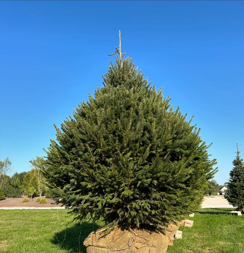 Norway Spruce
