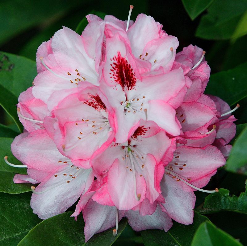 Rhododendron