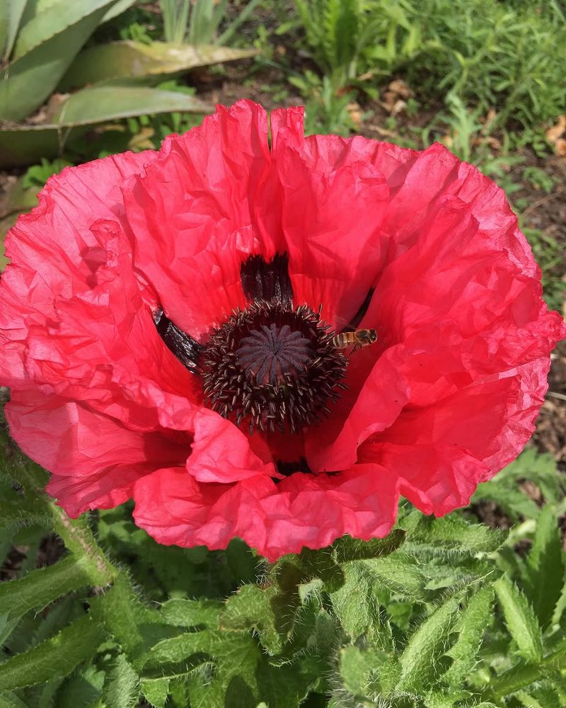 Oriental Poppy