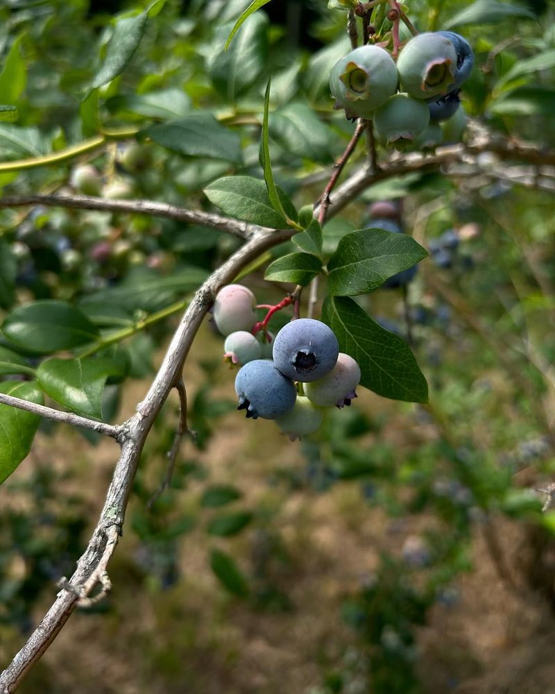 Blueberry Bushes Need Fertilizer As Buds Begin To Swell