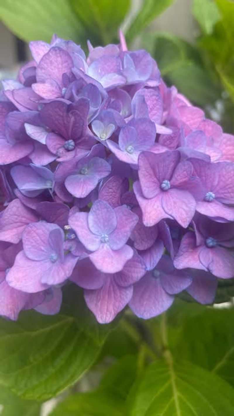 Bigleaf Hydrangeas May Have Delayed Blooms After Harsh Winters