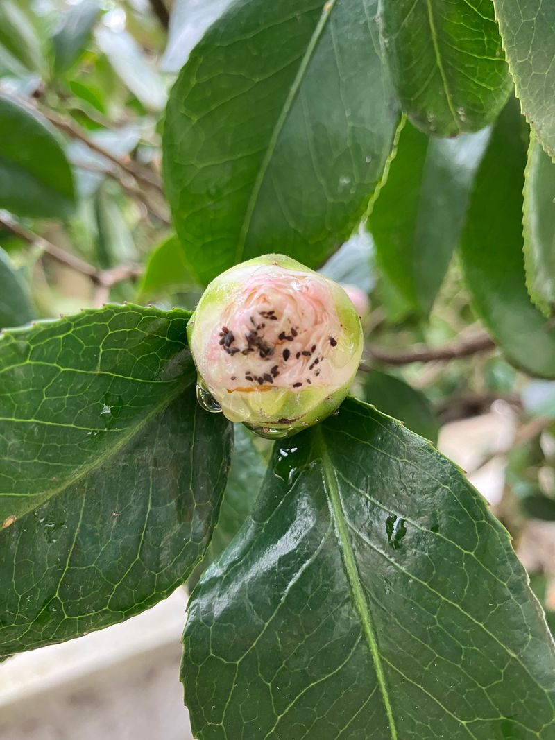 Camellia Shrubs With Scale Insects Along Leaves And Stems