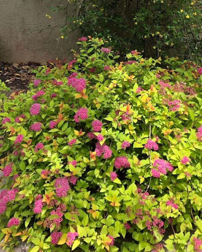 Spirea (Summer Blooming Varieties)