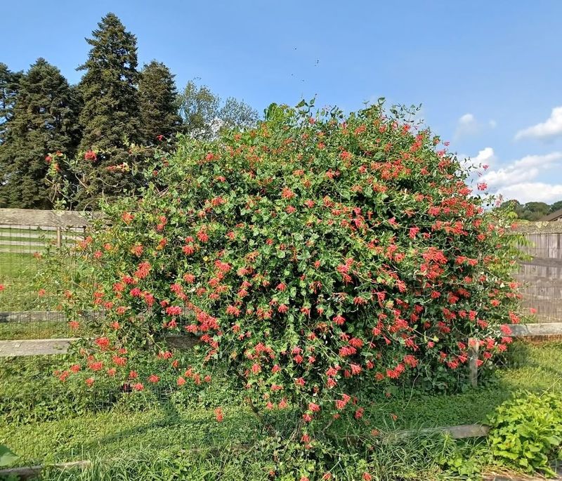 Trumpet Honeysuckle
