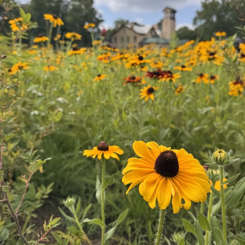 Black‑Eyed Susan Bringing Sunny Summer Cheer