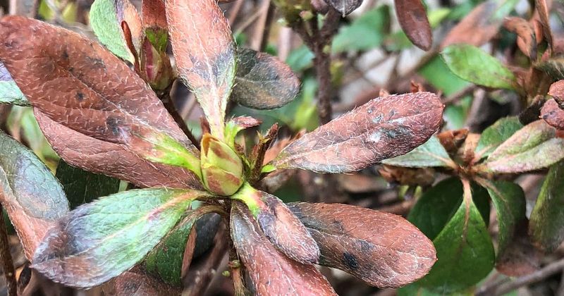 Azaleas Often Recover Better Than They Look