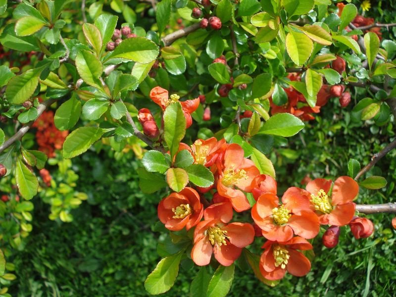 Flowering Quince 