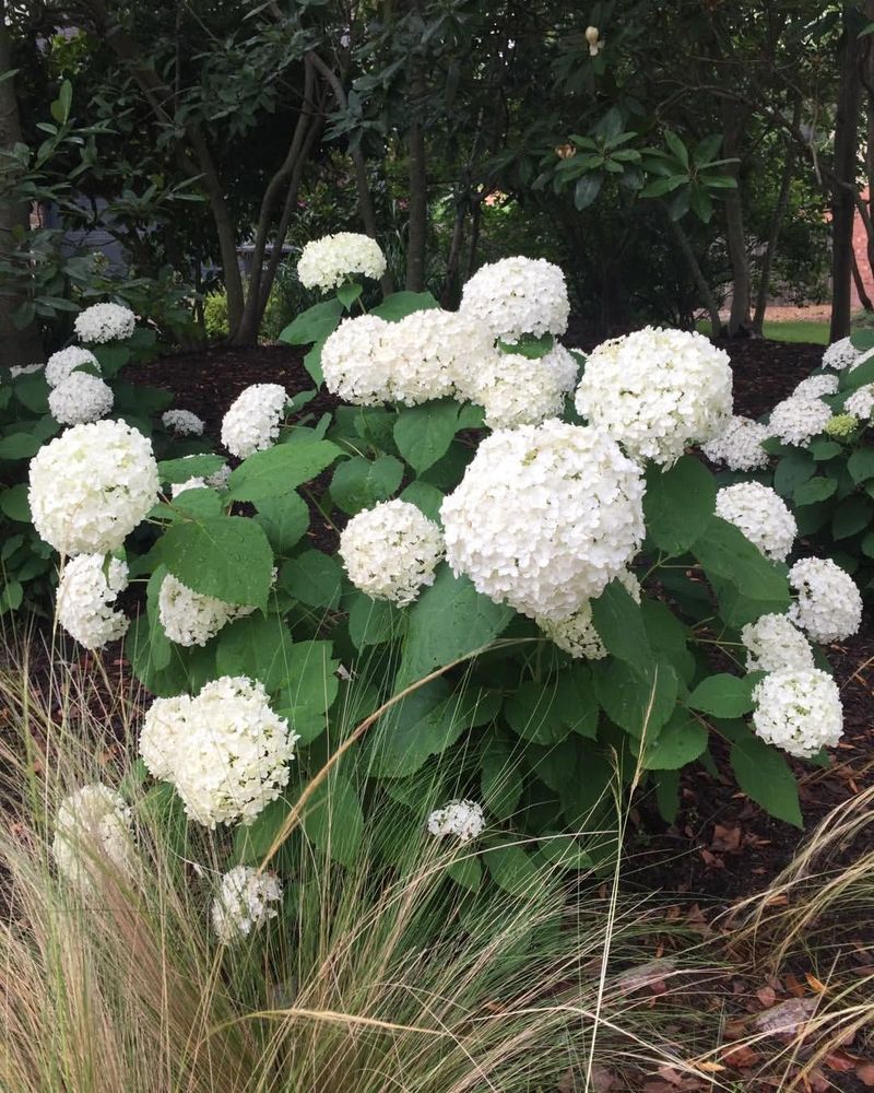 Hydrangeas That Bloom On New Wood
