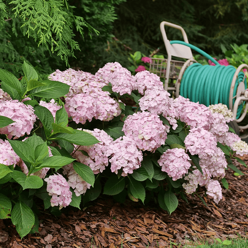 Hydrangeas That Should Be Pruned After Flowering