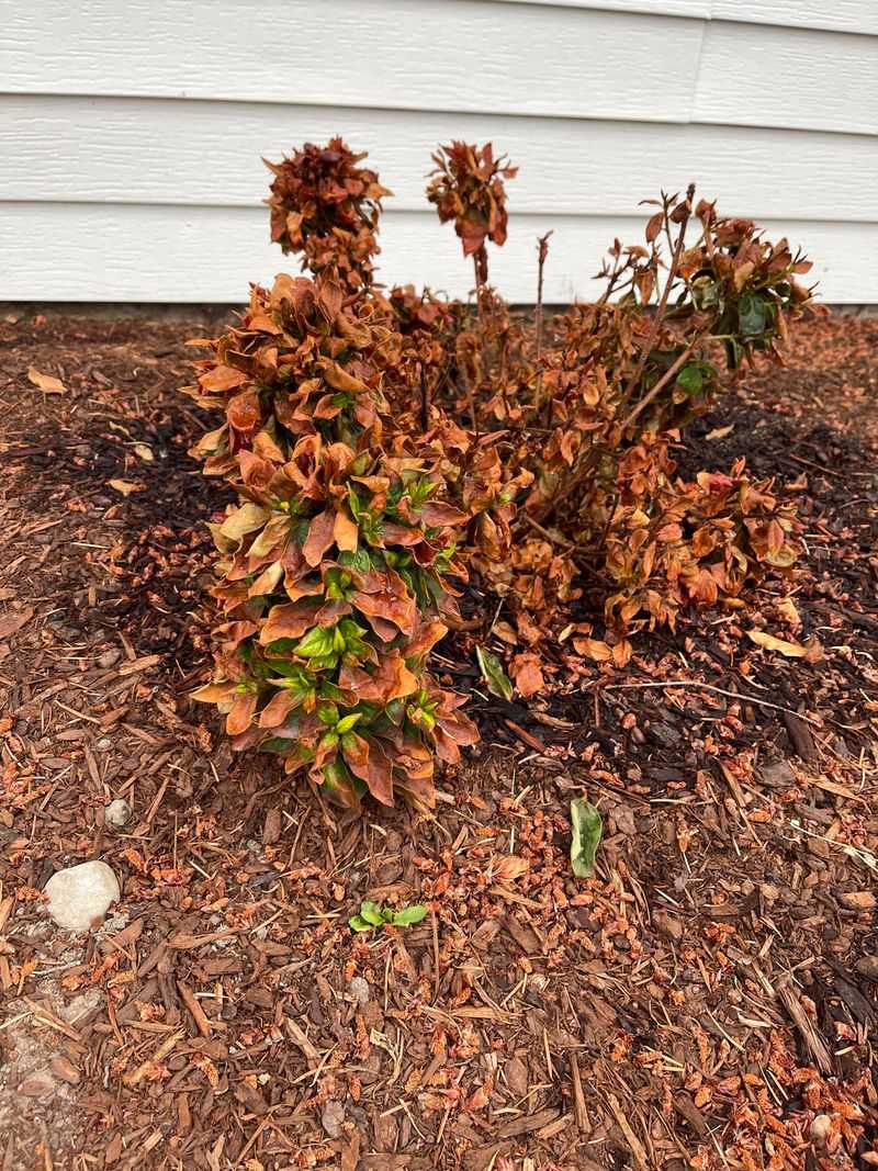 Azaleas Stress Out When Heat And Dry Spells Hit Hard