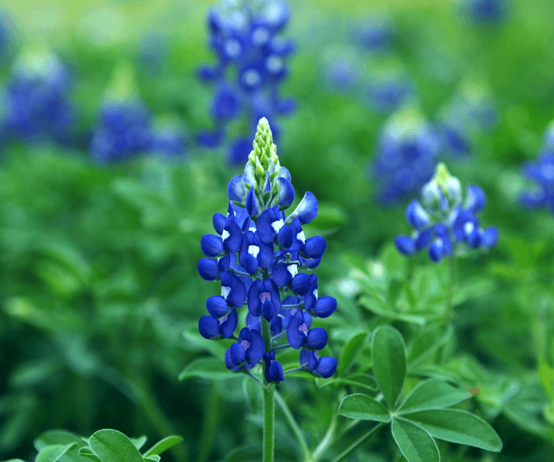 Bluebonnets