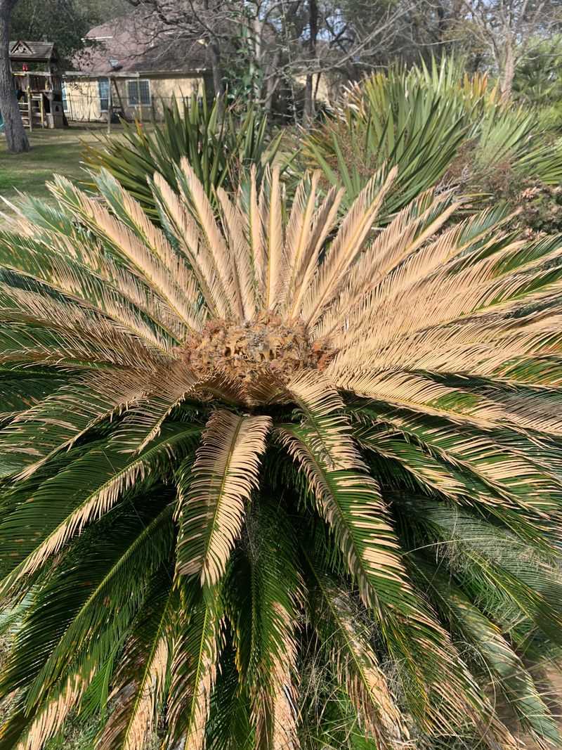 Moisture On Fronds Freezing Overnight