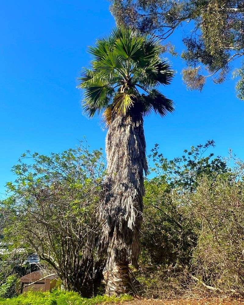 Mexican Fan Palm