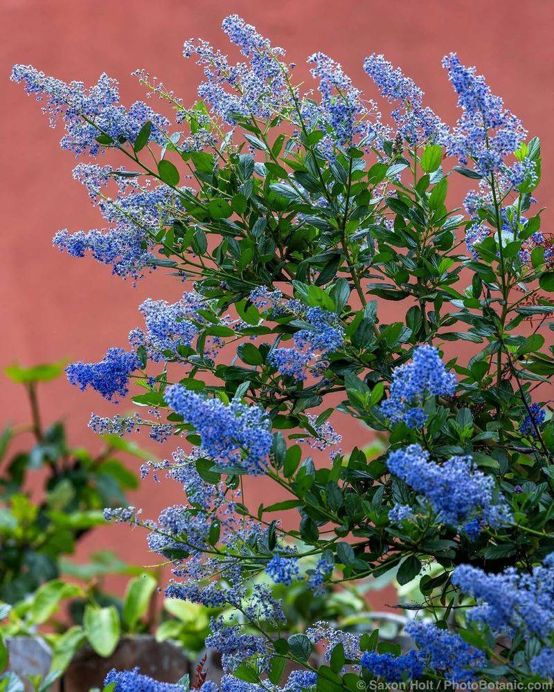 Ceanothus (California Lilac)