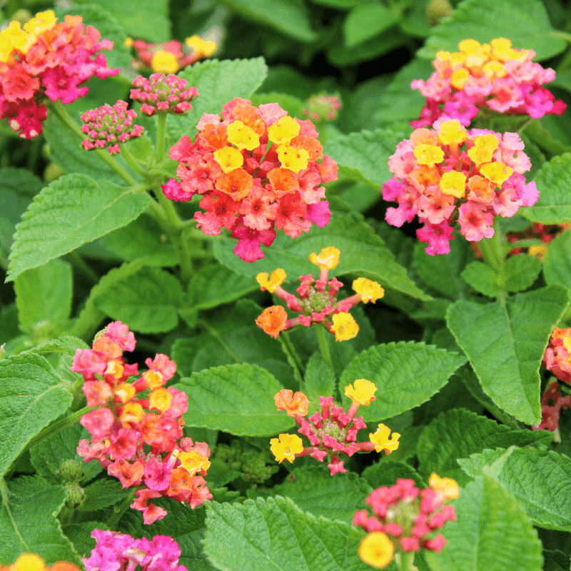 Lantana