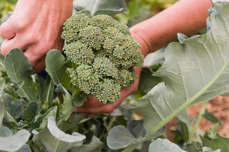 Broccoli Packed With Nutritious Florets