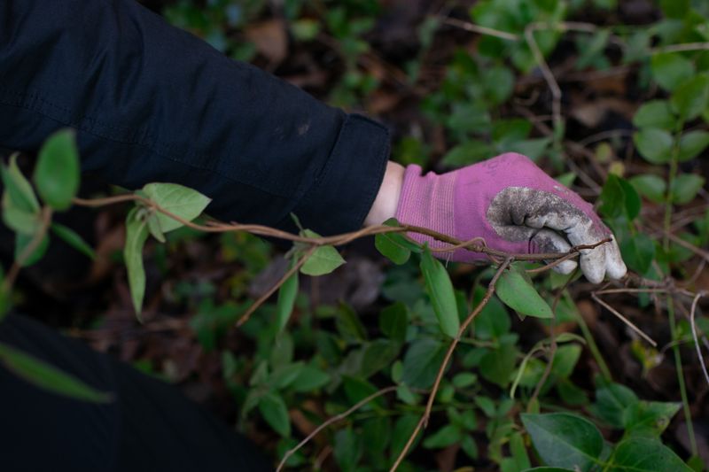 Remove Small Plants By Hand