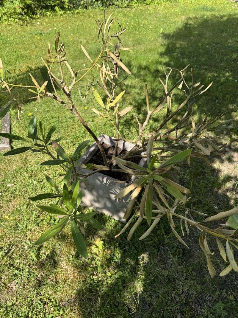 Cut Back Damaged Branches To Healthy Wood