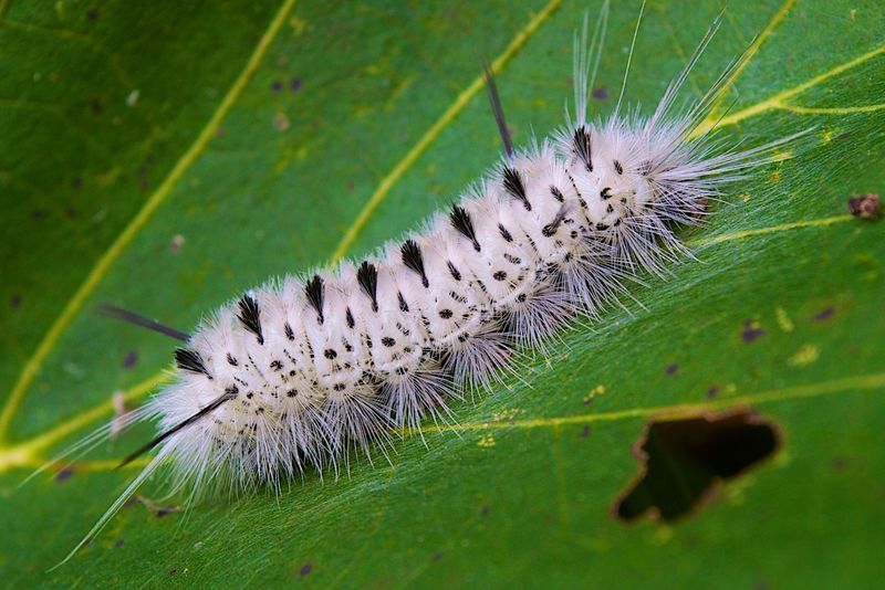 It Is The Hickory Tussock Moth Caterpillar