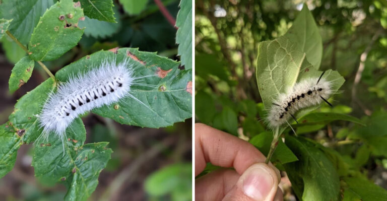 If You See This Caterpillar In Michigan Gardens Do Not Touch It