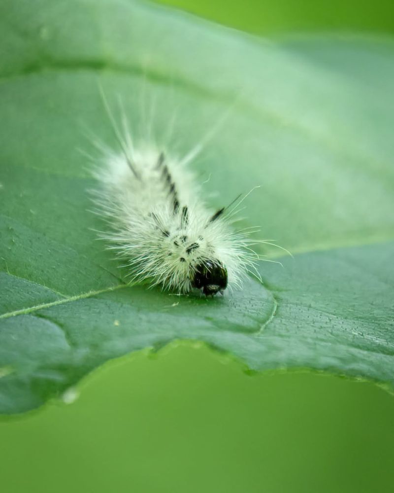 It Is The Hickory Tussock Moth Caterpillar