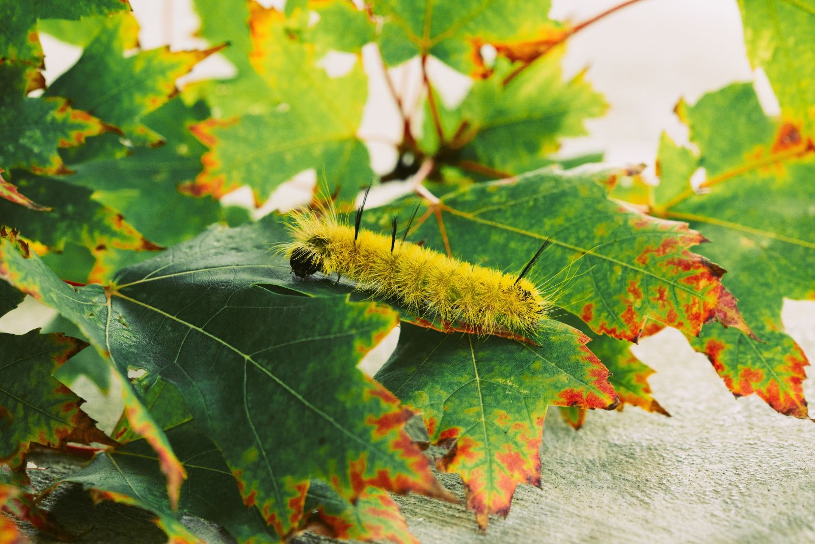 american dagger moth caterpillar