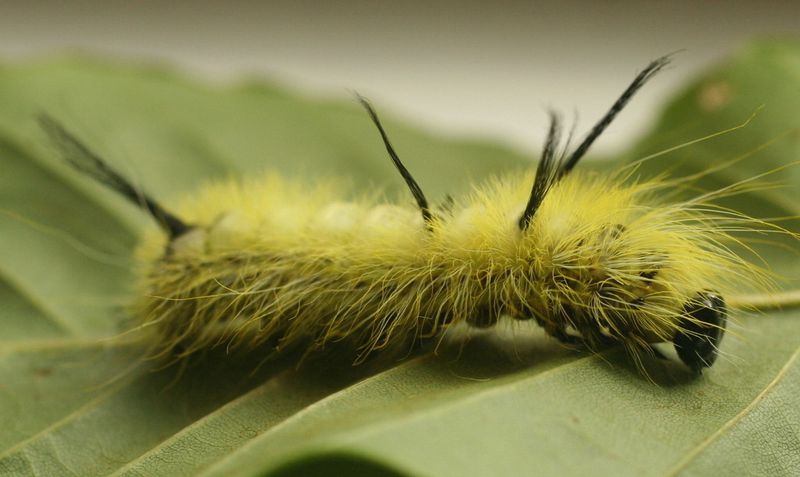 How To Identify The American Dagger Moth Caterpillar