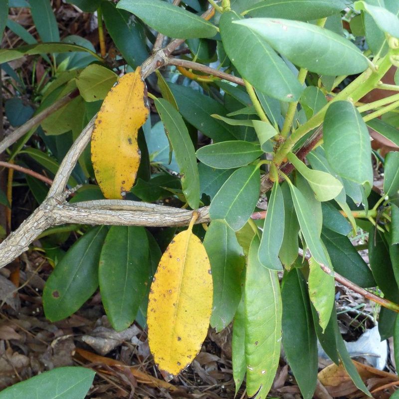 Ohio Soil pH May Be Working Against Your Rhododendron