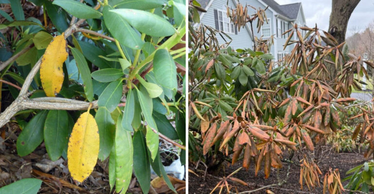 struggling rhododendron
