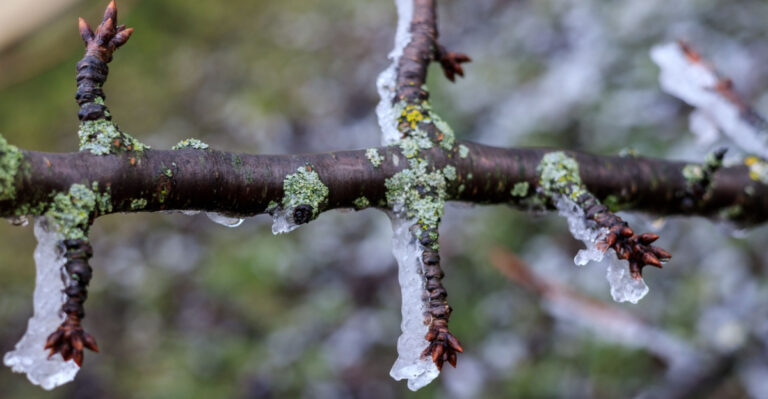 Tree covered in ice during cold spring months