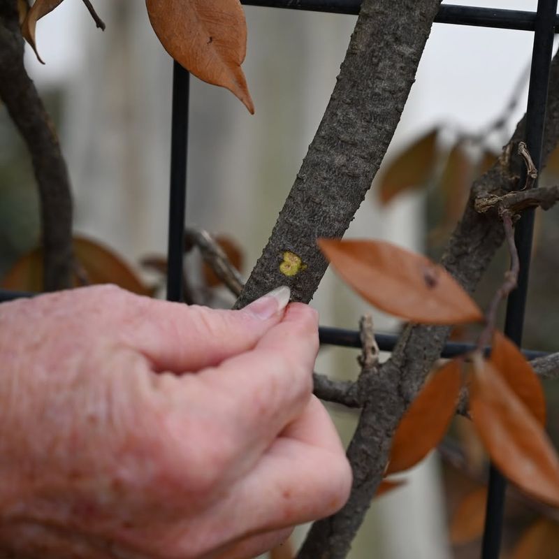 Don't Rush To Prune Those Damaged Branches
