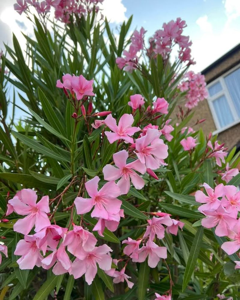 Crowded Planting Reduces Airflow Around Shrubs
